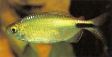 Adult Congo tetras require soft acid conditions and some vegetable matter in their diet. 