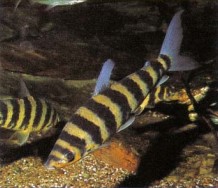 Leporinus fasciatus (black-banded Leporinus) may quarrel among themselves, but are peaceful towards other fishes. Largely herbivorous, they may nibble plants.