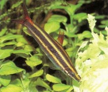 Anostomus anostomus (striped headstander) needs to be fed copious amounts of lettuce or peas to discourage it from decimating the aquarium plants.
