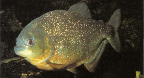 The villain of the aquarium, Serrasalmus nattereri (red piranha) has a reputation to live up to. Whatever you do, do not take chances with these fishes; they have a sturdy set of teeth, and if cornered will not hesitate to lunge at your hand, the net, or anything else that they consider a threat.