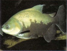 A very large fish (1 metre/40 in) best suited to a public aquaria, Piaractus brachypomus (Pacu) is related to the piranha but is a harmless herbivore.