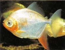 A peaceful characin that rarely exceeds 10 cm (4 in) in captivity but may reach 35 cm (10 in) in the wild, Myleus rubripinnis rubripinnis requires highly oxygenated, clear water.