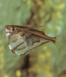A surface dweller that likes a powerful flow from an external power filter, Carnegiella strigata (marbled hatchetfish) is regarded as "difficult", not only because of the need to provide it with a very varied diet but also because it is prone to white spot.