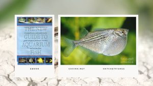 [Ebook] The New Guide to Aquarium Fish - Characins - Hatchetfishes