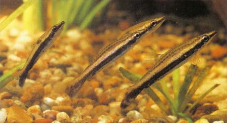Nannobrycon eques (hockey-stick or three-striped pencilfish) requires soft acid conditions and peaceful companions, and has a preference for live foods.