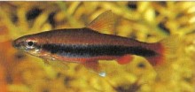The body colour of Nannostomus trifasciatus (three-striped pencilfish) will intensify once they have settled in.