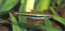 There are several colour forms of Nannostomus beckfordi (golden pencilfish), one of the easiest "pencils".