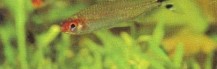 Excellent water quality is essential for Hemigrammus bleheri (rummynosed tetra) as they are sensitive to any build up of nitrates.