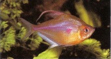 Male Hyphessobrycon erythrostigma (bleeding heart tetra) are recognised by their elongated finnage. Keep in soft, slightly acid water.