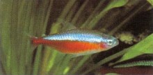 A mature aquarium is essential for Paracheirodon axelrodi (cardinal tetra). Most failures are caused by unsuitable water.