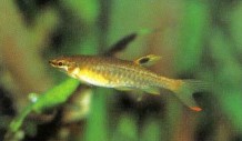 Copella arnoldi (splash tetra, jumping characin) is famed for its method of reproduction, in which the pair jump, turn, and press their eggs onto the underside of a leaf. As they like to jump, be sure to cover the aquarium tightly and use some floating plants to discourage this activity.