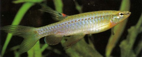 Usually found near the surface, Pyrrhulina brevis (short-lined Pyrrhulina) make ideal companions for Corydoras catfishes and some dwarf cichlids. They can be quarrelsome when breeding - and they jump!