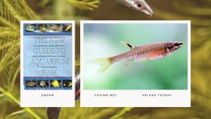 [Ebook] The New Guide to Aquarium Fish - Characins - Splash Tetras