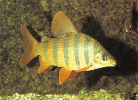 You may be tempted to buy a young, highly coloured specimen of Distichodus sexfasciatus, but think ahead. Although it will retain much of its colour, this fish can grow to 25 cm (10 in) and at that size it is a powerful creature that needs a spacious aquarium and good filtration. It can also take fright very easily, so make sure you have a tight-fitting hood or cover glass or you may find your fish on the floor.