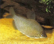 Distichodus affinis attains only 7.5 cm (3 in), and may be kept with other medium-sized robust fishes such as Thorichthys meeki (firemouth cichlid). Feed plenty of vegetable matter otherwise any plants in the aquarium will be decimated.