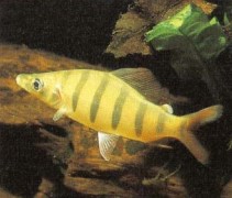 Young Distichodus lusosso are attractively coloured. As they grow these herbivores require larger accommodation and may be housed with some of the larger peaceful catfishes such as Pseudodoras niger, with whom they will not compete for food.