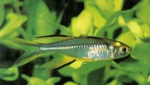 Telmatherina ladigesi (Celebes rainbowfish) need hard, alkaline water and regular partial water changes.