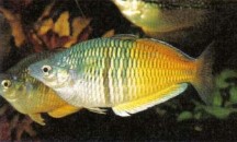 Melanotaenia boesemani (Boeseman's rainbowfish) loses some colour with each captive-bred generation.