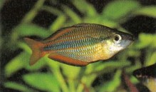 A truly beautiful fish, there are several colour forms of Melanotaenia trifasciata (banded rainbowfish)