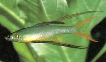 Iriatherina werneri (threadfin or filament rainbowfish) is quite easy to keep in soft, slightly acid conditions.