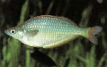 Chilatherina sentaniensis (Lake Sentani rainbowfish) benefits from regular partial water changes and a varied diet which includes aquatic insect larvae.