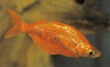The males of Glossolepis incisus (red rainbowfish) live up to their common name; females are plain silver coloured fishes.