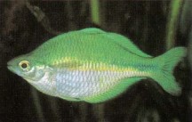 Male Melanotaenia lacustris (Lake Kutubu rainbowfish) have a gold stripe down the centre of their heads when in breeding dress.