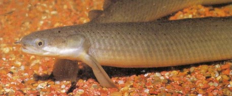 Polypterus senegalensis (Senegal or Cuvier's bichir), like the other species, are great escape artists. Be sure to cover the aquarium tightly.
