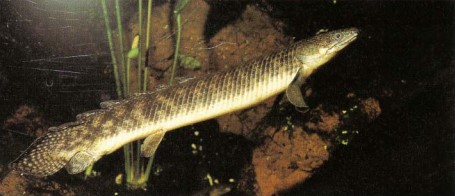 When Polypterus palmas (marbled bichir) breed, the eggs are left to fall to the bottom of the aquarium.