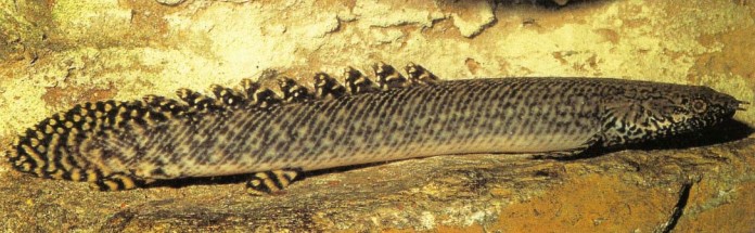 This contrasts with the breeding strategy of Polypterus ornatipinnis (ornate bichir) which deposits its eggs amongst plants.