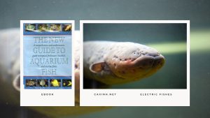 [Ebook] The New Guide to Aquarium Fish - Miscellaneous Freshwater Fishes - Electric Fishes