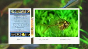 [Ebook] The New Guide to Aquarium Fish - Miscellaneous Freshwater Fishes - Glassfishes