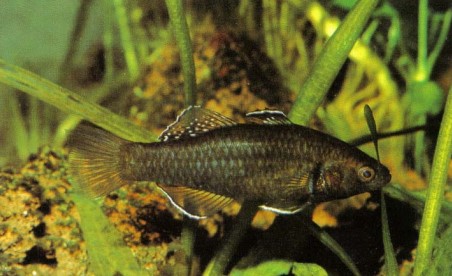 Hypseleotris cyprinoides is quite at home in a community aquarium. It will cat flake, but prefers live foods such as Daphnia, failing which use frozen foods.