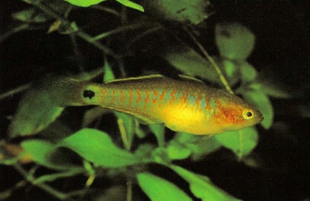 A native of New Guinea, Tateurndina ocellicauda (peacock or eye-spot goby) has b'een bred in captivity. Fortunately the new generation retains the wonderful coloration of the parents.