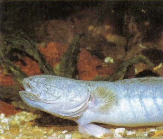 Gobiodes broussonnetii (dragon or eel goby) is a predator and definitely not for the community aquarium!