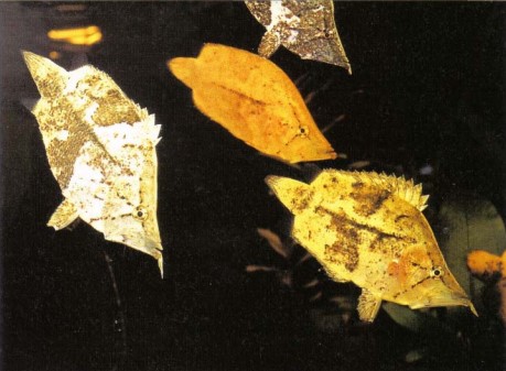 As can be seen here, Monocirrhus polyacanthus (South American leaf fish) can vary greatly in colour. A single specimen can be brown but half an hour later have changed to cream.