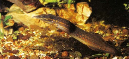 Mastacembdus erythrotaenia (fire eel) requires a diet of meaty foods such as worms, shrimps, and chopped mussels.