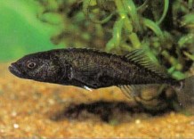 Pungitius pungitius (ten-spined stickleback) is similarly overlooked, yet both are very interesting and breedable aquarium fishes.