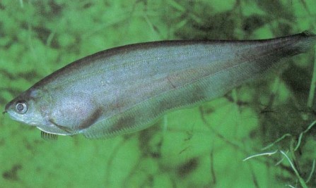 Xenomystus nigri (African knifefish) grows to 30 cm (12 in). It can be quarrelsome. Do not keep with small fishes as it has a large mouth and will eat anything that fits in it! It prefers calm water, and, because it is nocturnal in the wild, muted lighting, or at least shady areas to which to retire.