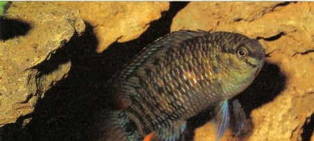 There are two subspecies of this fish: Badis badis badis and Badis badis burmanicus. The former is blue and the latter predominantly red. Both are small, carnivorous fishes that look rather like some South American dwarf cichlids. Sometimes known as chameleonfishes, they come from still waters in India, and are more peaceful than other members of the Nandiae.
