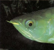 Scleropages formosus (Asian arawana, dragonfish) is a protected species, but it is now being bred on fish farms in the Far East and limited numbers of youngsters are being made available to the hobby. The maintenance of these large mouthbrooding fishes should not be undertaken lightly.