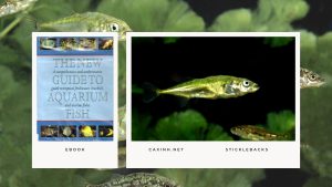 [Ebook] The New Guide to Aquarium Fish - Miscellaneous Freshwater Fishes - Sticklebacks