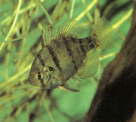 Enneacanthus chaetodon (black-banded sunfish) is often overlooked in dealer's tanks. Although suitable for garden pools provided their companions are of a similar size and disposition, they are best kept in a cool water aquarium.