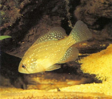 Enneacanthus gloriosus (blue-spotted sunfish) can be kept and bred in an aquarium, but pay special attention to their temperature requirements if you are attempting to breed them.