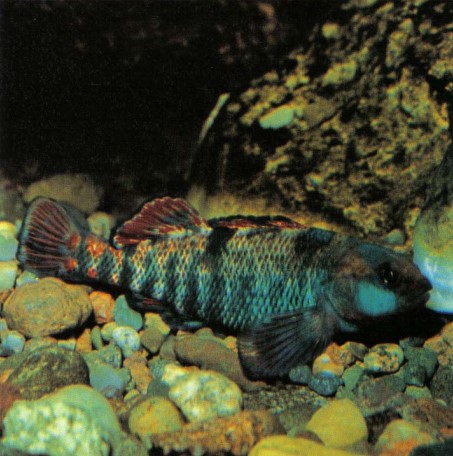 A stream fish, Etheostoma caeruleum (rainbow darter) adapts well to the aquarium provided it has cool conditions and well-oxygenated, clear water, as rising temperatures in spring and summer are a natural "trigger" for breeding.