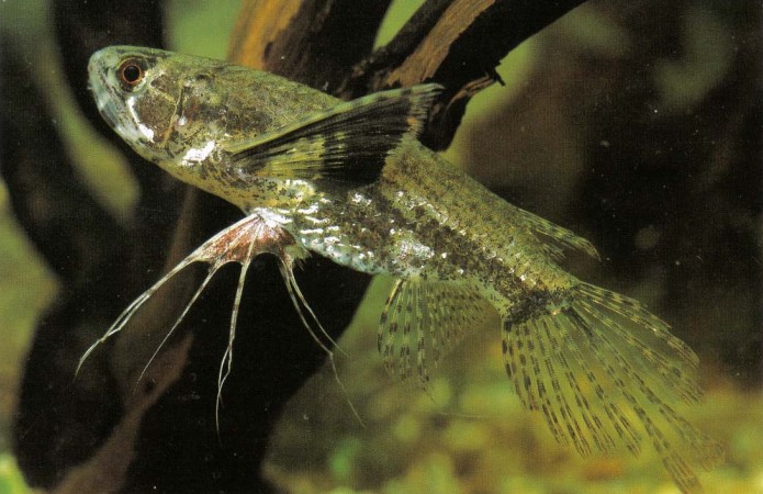 Pantudon LiucMiolzi (butterfly fish) will jump to catch insects - keep the aquarium tightly covered. 