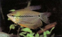 Male 1 richogaster leeri (pearl gourami), such as the one shown here, are even more colourful when in breeding dress. Keep these fishes as pairs and, provided there are no boisterous tankmates, they may spawn.