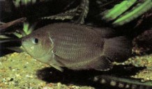 You may wish to keep the west African Ctenopoma kingsleyae (Kingsley's Ctenopoma) in your community aquarium. Beware: C. kingsleyae is far more predatory than the other fishes shown here, and small tankmates may disappear.