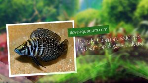 [Ebook] 500 freshwater aquarium fish - Cichlids - Pearly Compressiceps (Altolamprologus calvus)