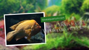 [Ebook] 500 freshwater aquarium fish - Cichlids - Midas Cichlid (Amphilophus citrinellus)